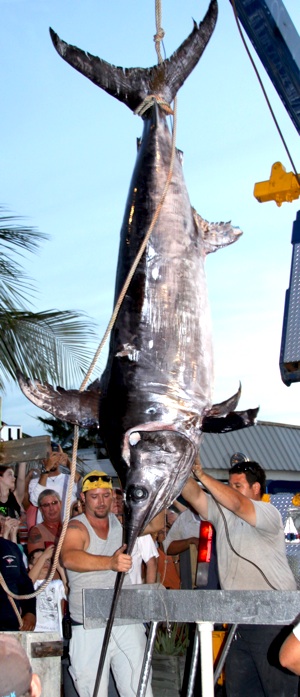 The 683.8-pound swordfish is lifted to be weighed at Key Colony Beach Marina. Photos by Natalie Velger/Florida Keys News Bureau